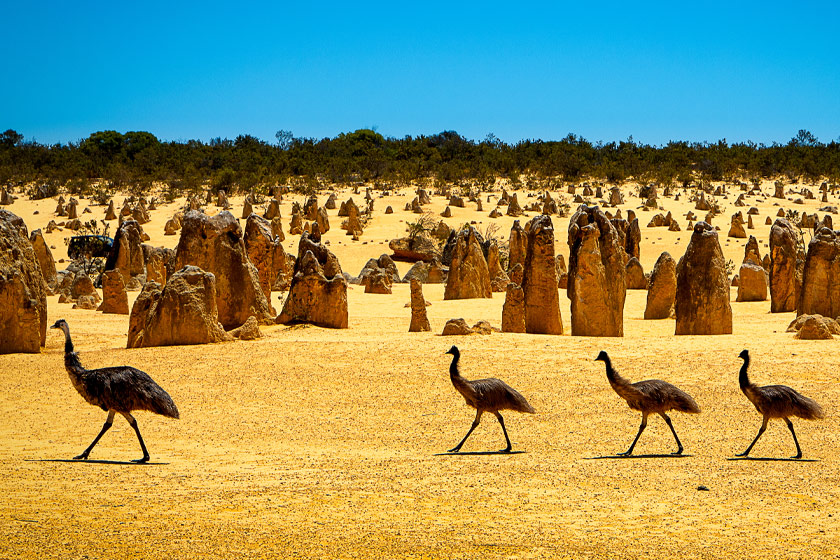 emus at the Pinnacles